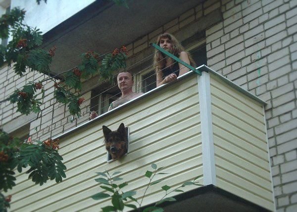 Окно для собаки на балконе