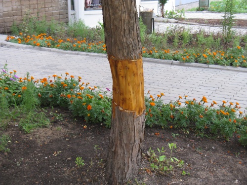 Повреждение дерева